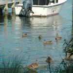 Looking for dinner - ducks by the pier