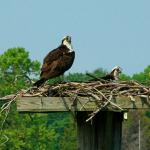 Mom and Babe - Osprey at home