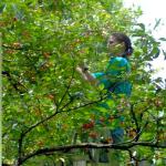 "Cherry Picker" Leah Picking the Inn's Fresh Fruit 
Photo by Daniel Yanchisin