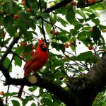"Mr. Red" keeping watch - Cardinal in tree
