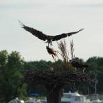 Time to Eat! Osprey feeding chick
Photo by Stephen Irons